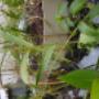 TreeWell Wastewater System