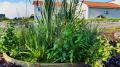 TreeWell Wastewater System