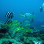 Sodwana bay reef
