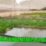 Grow Bed Liners