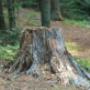 Stump removal services Pretoria
