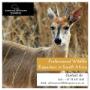 African wildlife exports