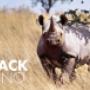 Black Rhino