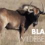 Black Wildbeest