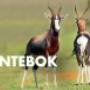 Bontebok