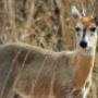 Common-Duiker