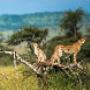 Serengeti National Park Safaris