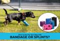 How to Care for Your Dog with Bandage or Splints