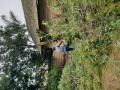 Tree felling