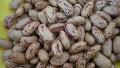 SUGAR BEANS