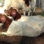 boer goat