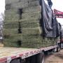 hay