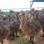 ostrich