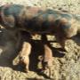 pigs