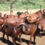 red kalahari