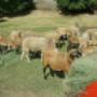 sheep