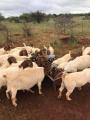 Boer Goats for sale Whatsapp me @ 0631521991