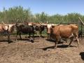 Cattle for sale (Brahman, Nguni, Heifers, Pregnant Cows etc whatsapp +27631521991