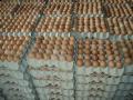 Fresh Brown & White Table Eggs Chicken Eggs in Bulk Whatsapp +27631521991