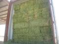 Lucerne, Teff and Eragrostis Bales whatsapp +27631521991