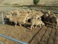 sheeps (Rams & Ewes) for sale Whatsapp +27631521991