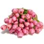 Pink Tulips