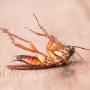 Cockroach FUmigation - VerminX