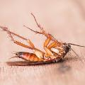 Pest Control Service