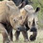2 rhinos