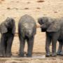 3 litle ellies