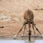 drinking giraffe