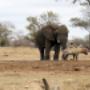 ele and hyena