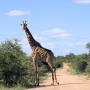 giraffe road