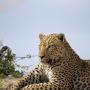lazy leopard
