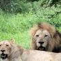 lion couple
