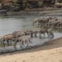 zebra drinking