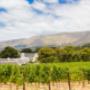 The beautiful green vineyards at Groot Constantia