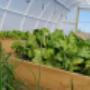 Eco Tunnels Greenhouse Inside2