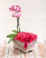 Orchids