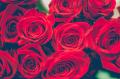 Red Roses