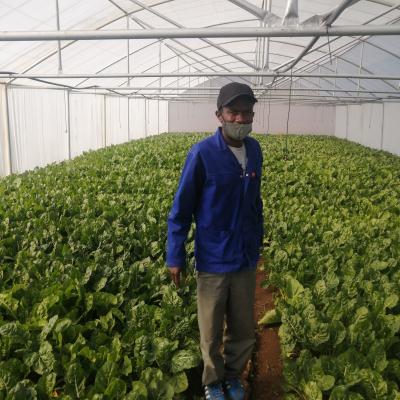 Vegetable-tunnel
