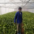 Vegetable Tunnels,Greenhouse Tunnels,Tunnel Farming,Hobby Tunnels