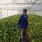 Vegetable-tunnel