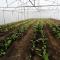 Vegetable-tunnels