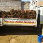 Instant lawn