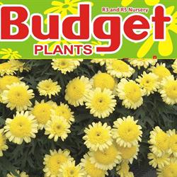 Budget Plants