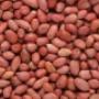 Red skin peanuts