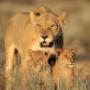 Safari Packages