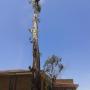 Tree Felling