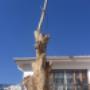 Tree Felling
